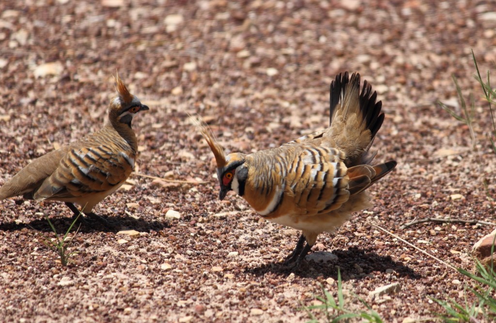Spinifex Pigeon - ML47129291