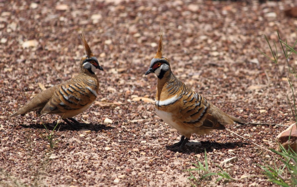 Spinifex Pigeon - ML47129301