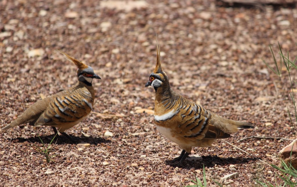 Spinifex Pigeon - ML47129311