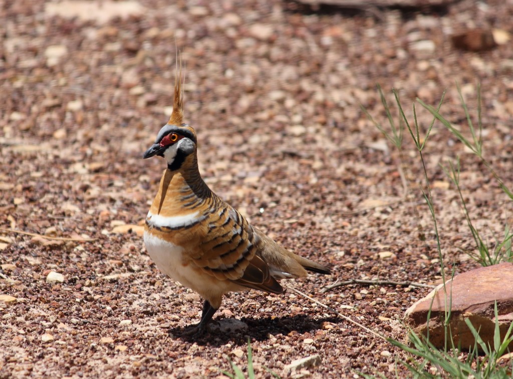 Spinifex Pigeon - ML47129321