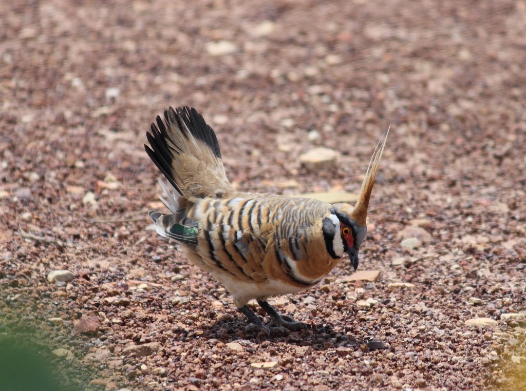 Spinifex Pigeon - ML47129331