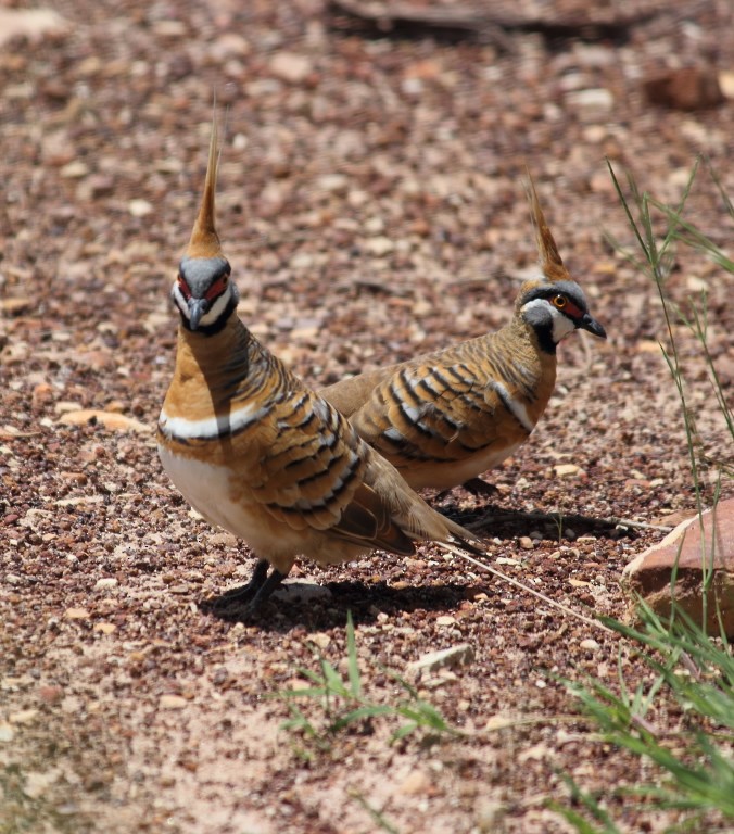 Spinifex Pigeon - ML47129341