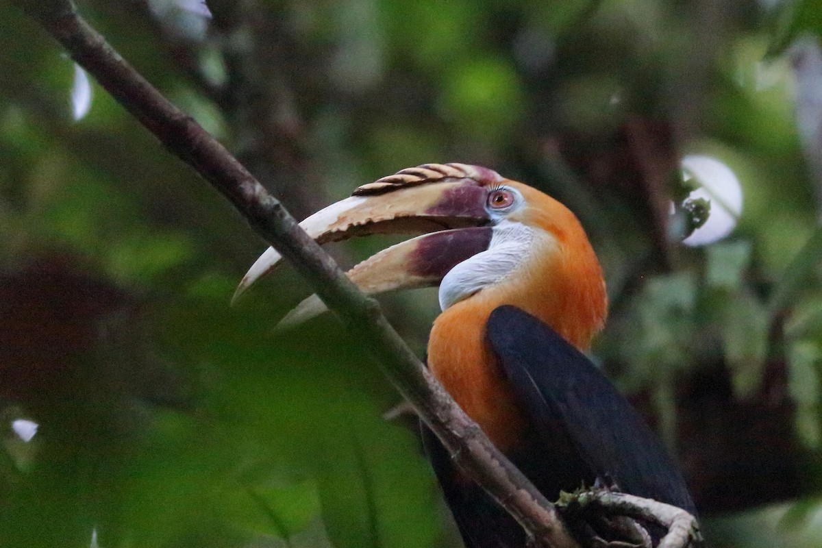 Papuahornvogel - ML47129431