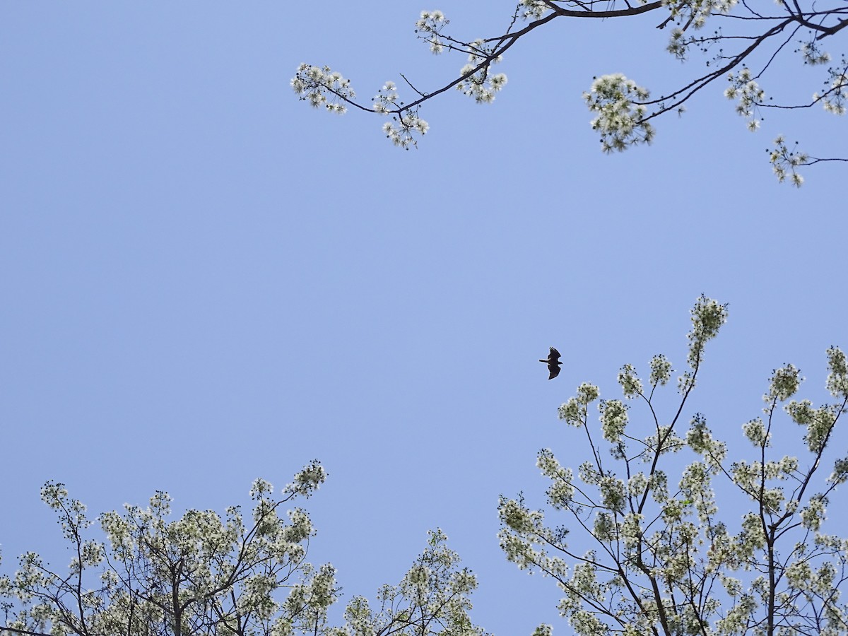 Red-tailed Hawk (fumosus) - ML471294481