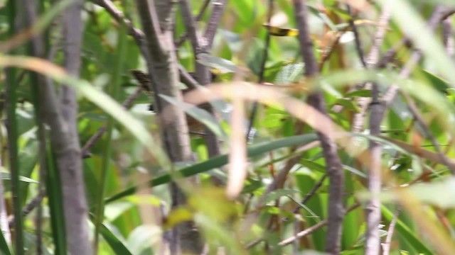 Marsh Wren (palustris Group) - ML471296