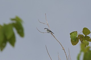  - Black-browed Triller