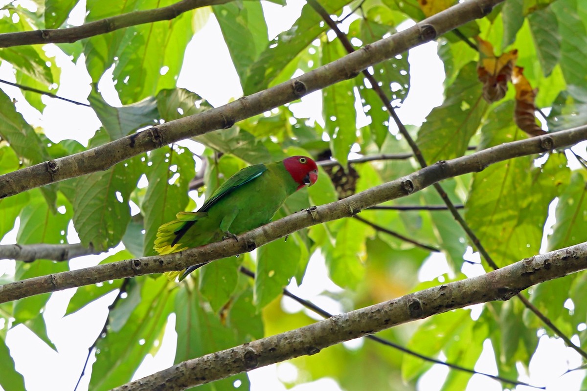 Red-cheeked Parrot - ML47129631