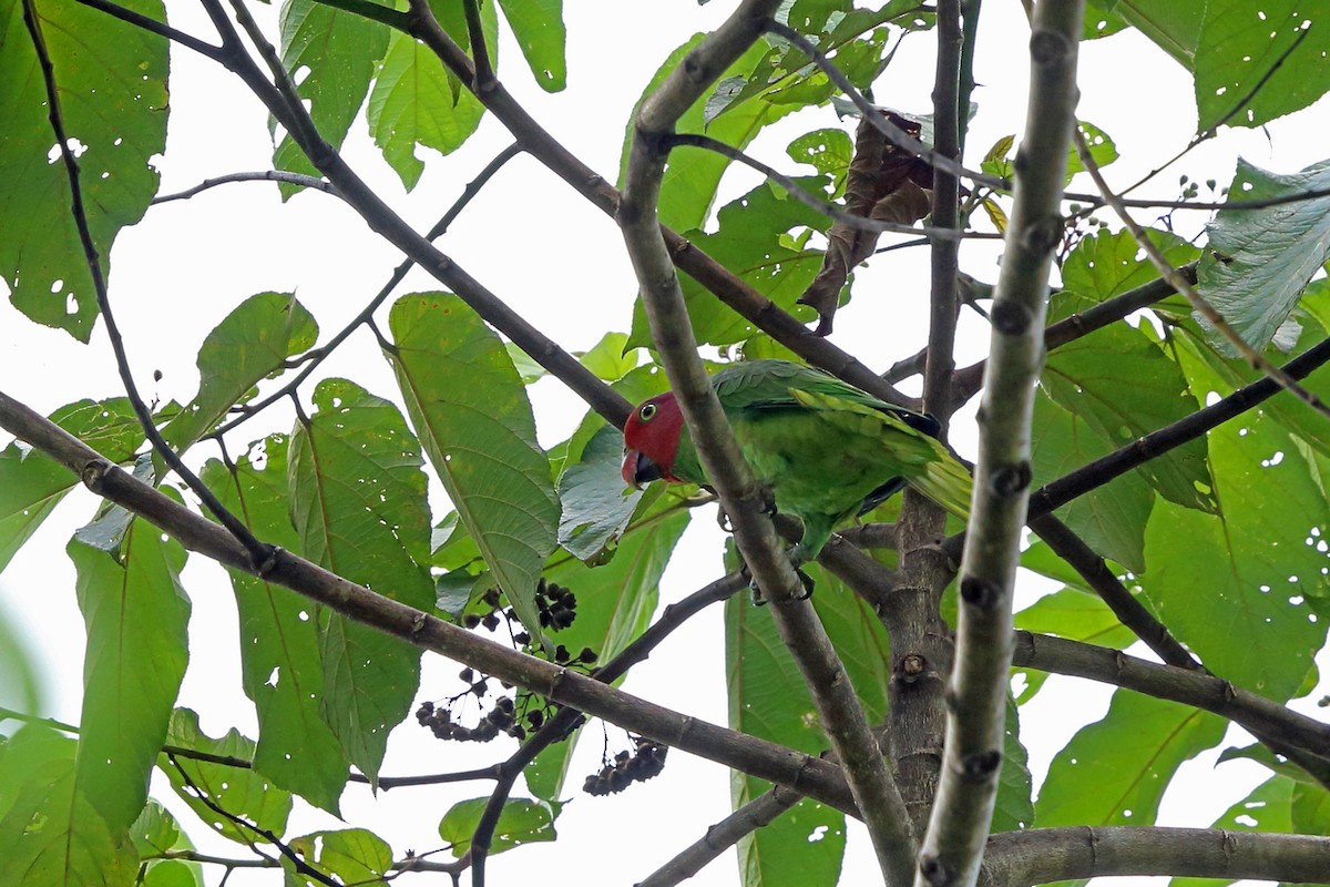Red-cheeked Parrot - Nigel Voaden