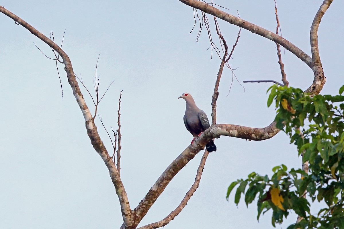 Pinon's Imperial-Pigeon - ML47129711