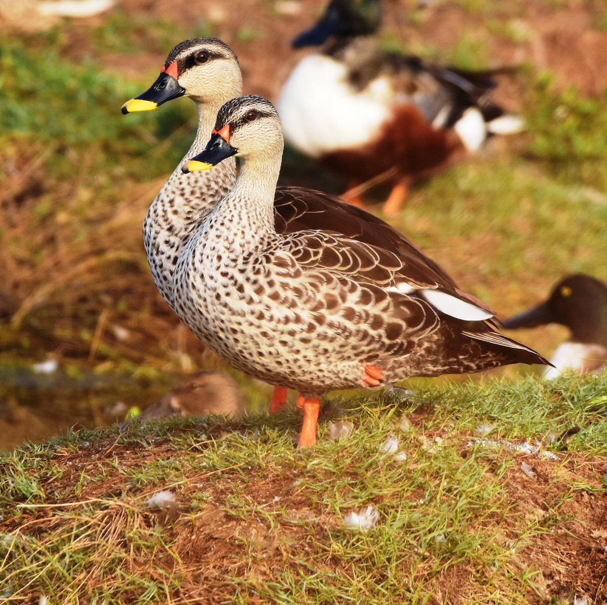 Indian Spot-billed Duck - TheNatureTrust (GroupAccount)