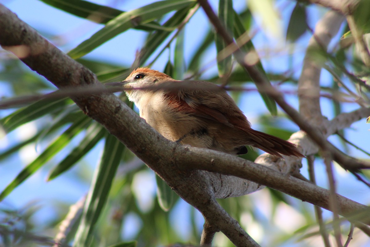 Yellow-chinned Spinetail - ML471299841