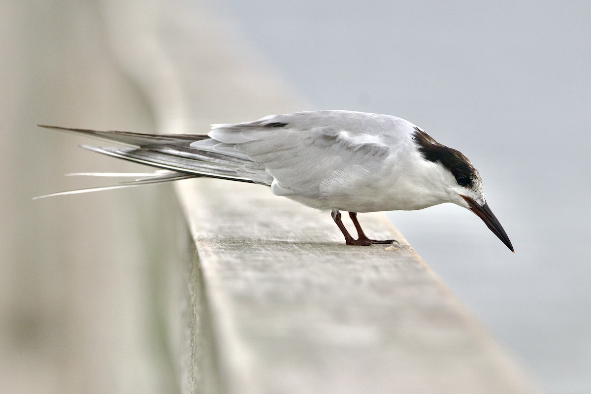 Common Tern - ML471300471