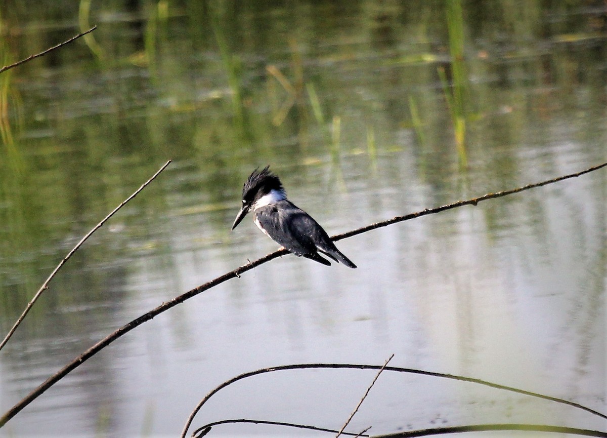 Belted Kingfisher - ML471300671