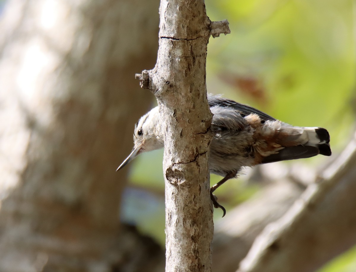 White-breasted Nuthatch - Sally Veach
