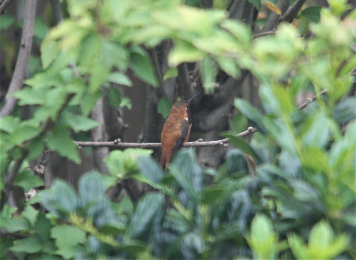 Rufous Hummingbird - ML471309681