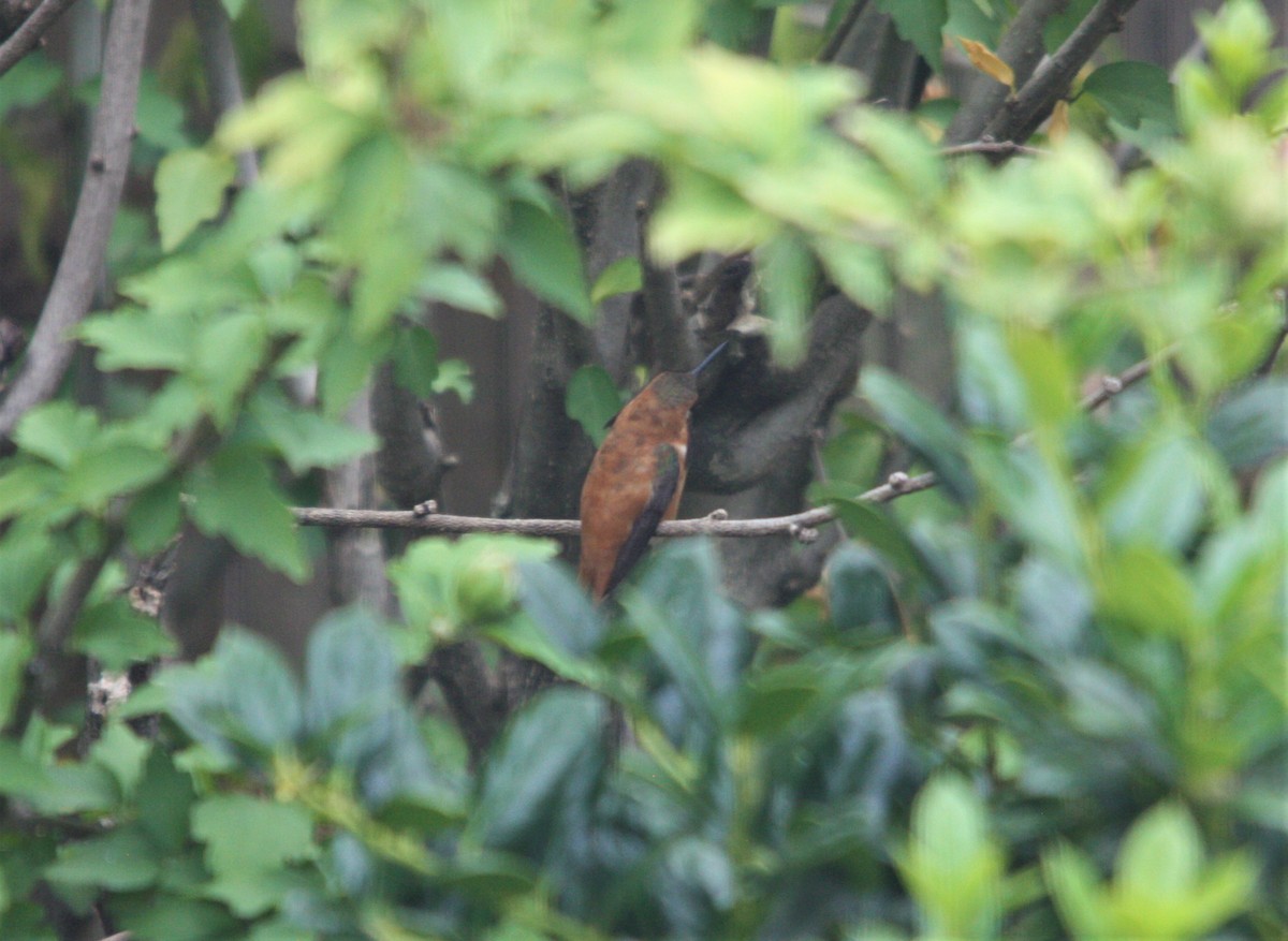 Rufous Hummingbird - ML471309701