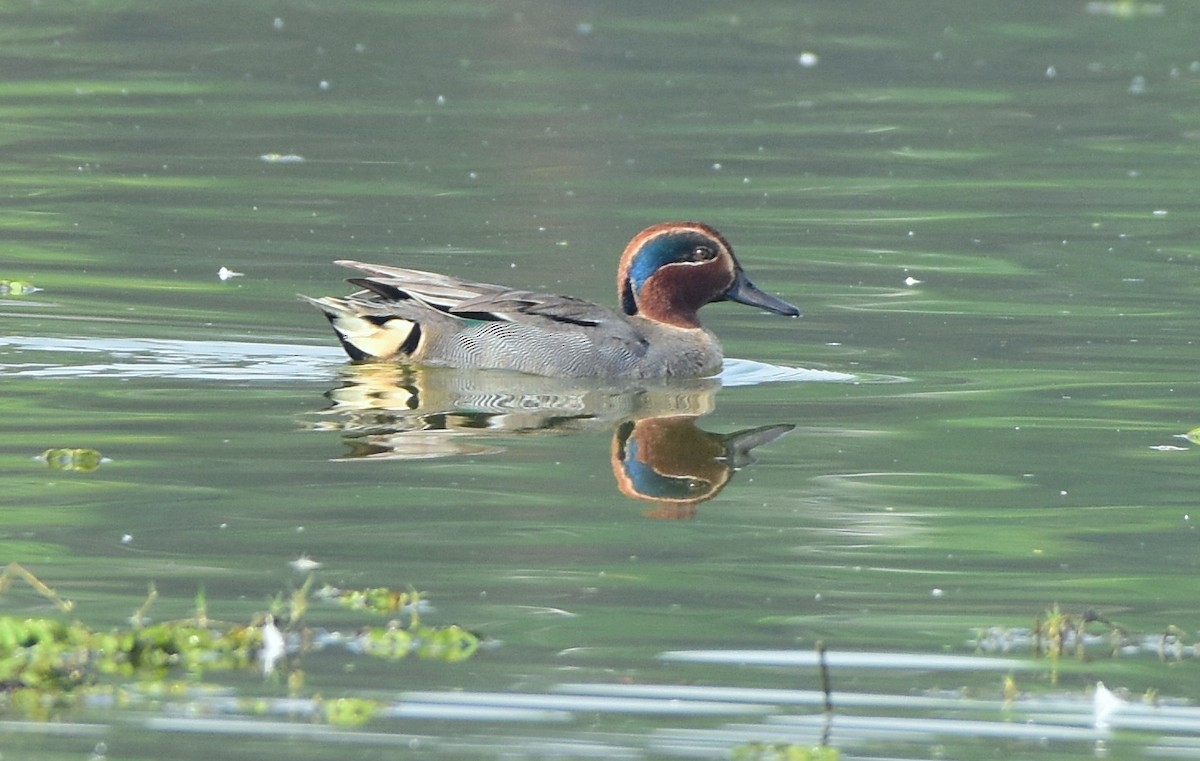 Green-winged Teal - TheNatureTrust (GroupAccount)