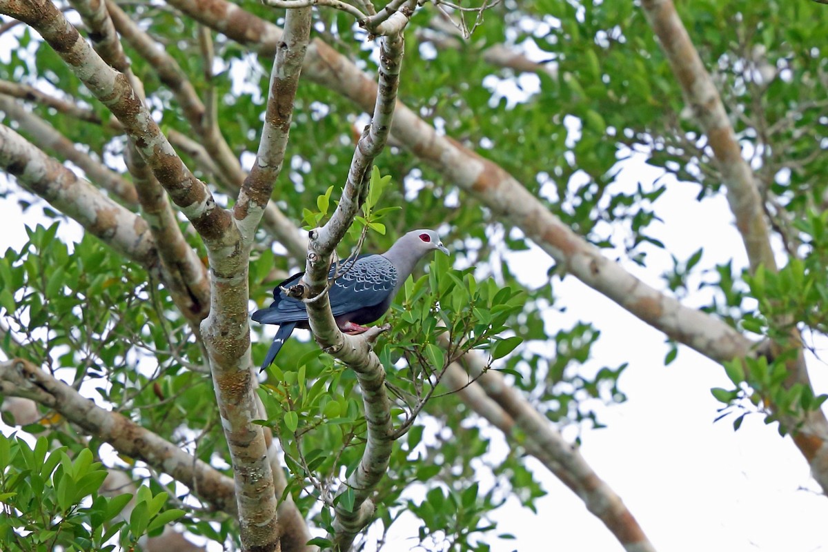 holub stromový - ML47132121