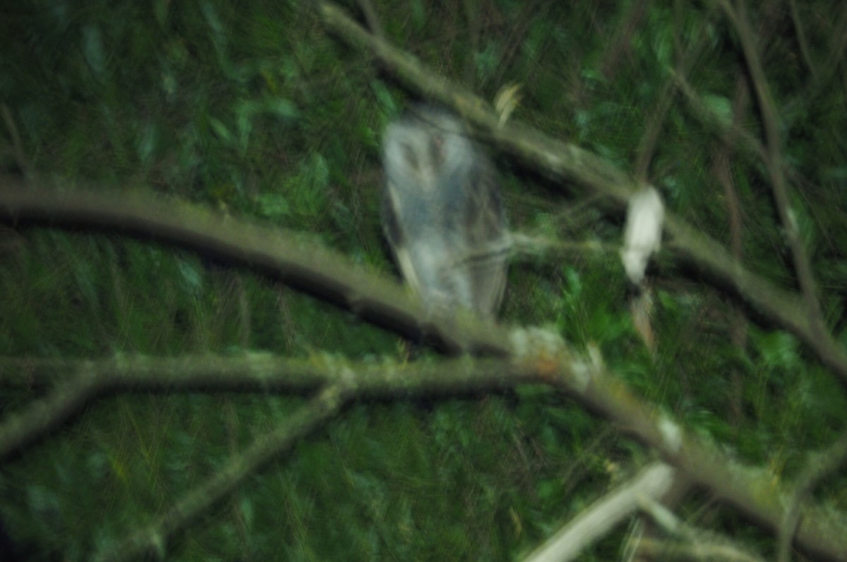 Sooty Owl (Greater) - Isaac Clarey