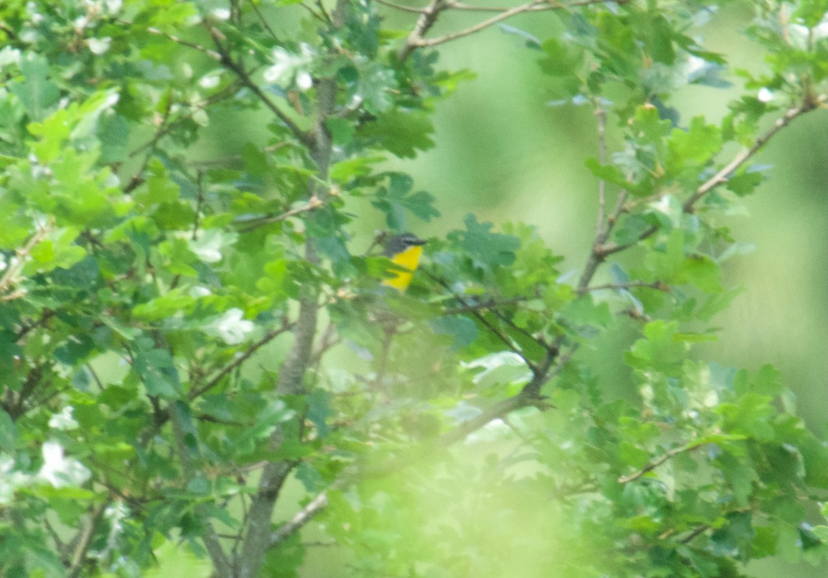 Yellow-breasted Chat - ML471323541