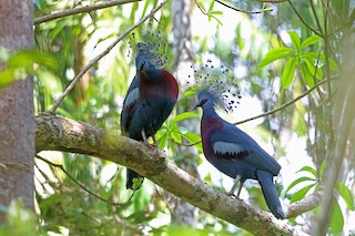  - Victoria Crowned-Pigeon