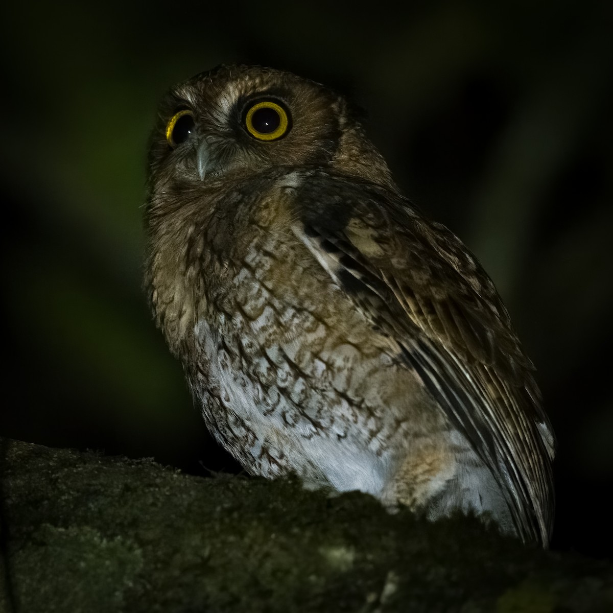 Black-capped Screech-Owl - ML471328051