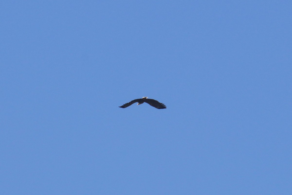 White-tailed Eagle - ML471331361