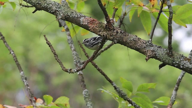 Black-and-white Warbler - ML471335
