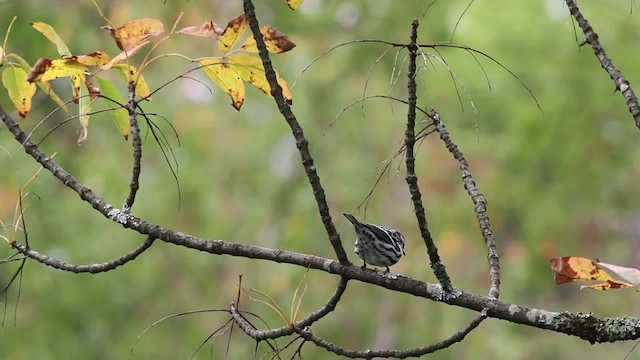 Black-and-white Warbler - ML471336
