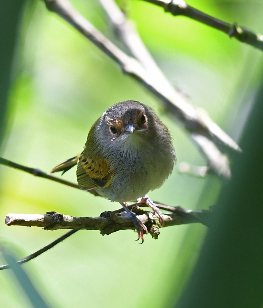 Rusty-fronted Tody-Flycatcher - ML471337021