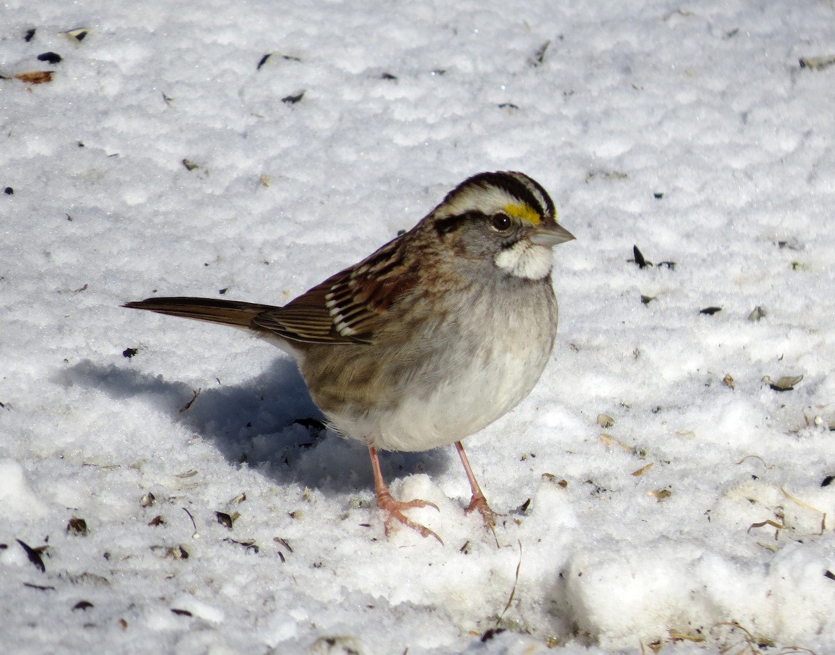 White-throated Sparrow - ML47133801