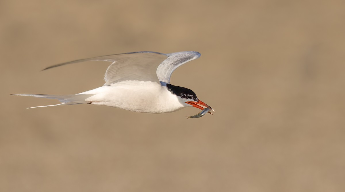 Common Tern - ML471340151