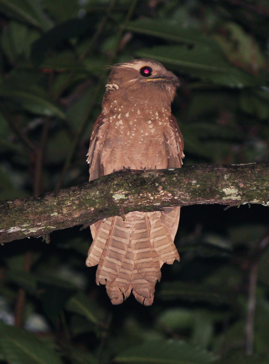 Large Frogmouth - Neoh Hor Kee