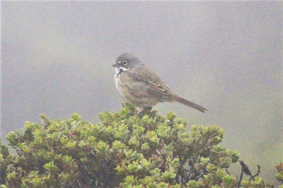 Bell's Sparrow - ML471344301