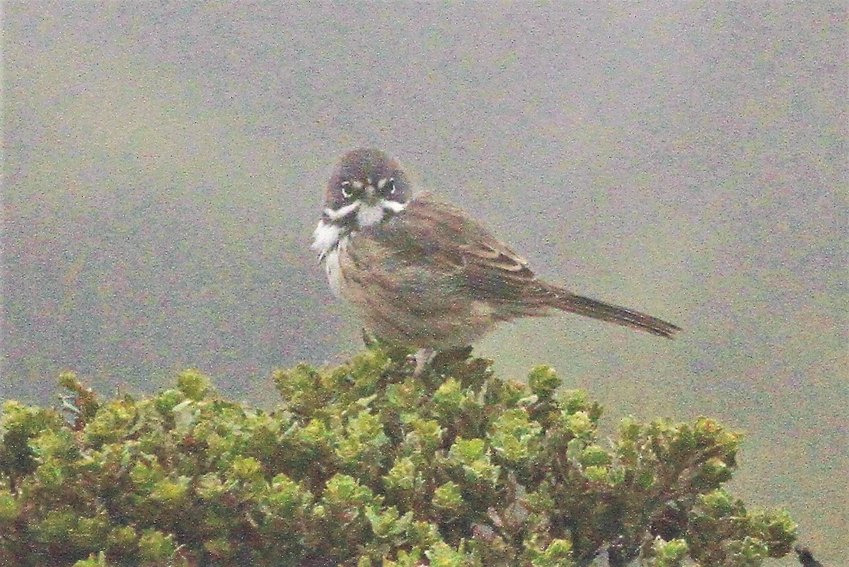Bell's Sparrow - ML471344321
