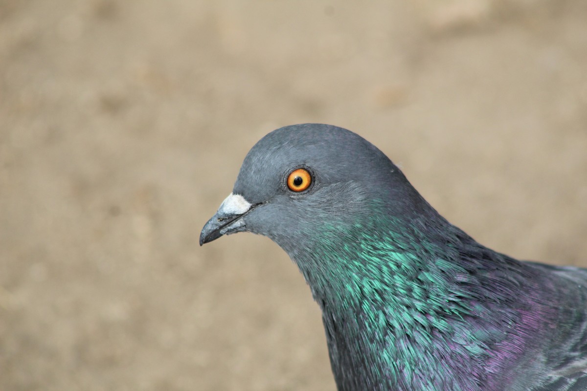 Rock Pigeon (Feral Pigeon) - ML471348191