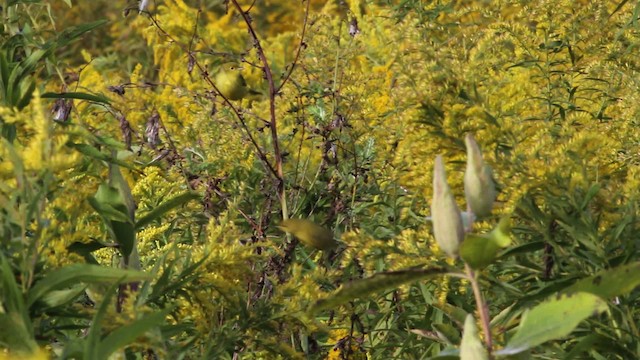 Yellow Warbler (Northern) - ML471350