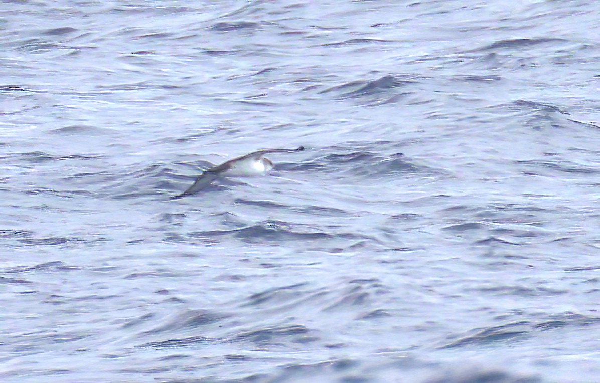 black-and-white shearwater sp. - ML471351931