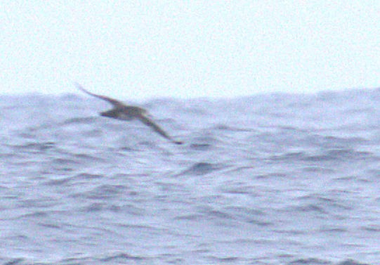black-and-white shearwater sp. - ML471352491