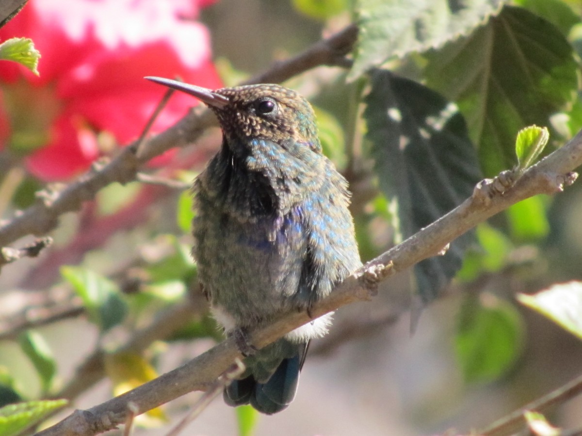 kolibřík modrolící - ML47135331