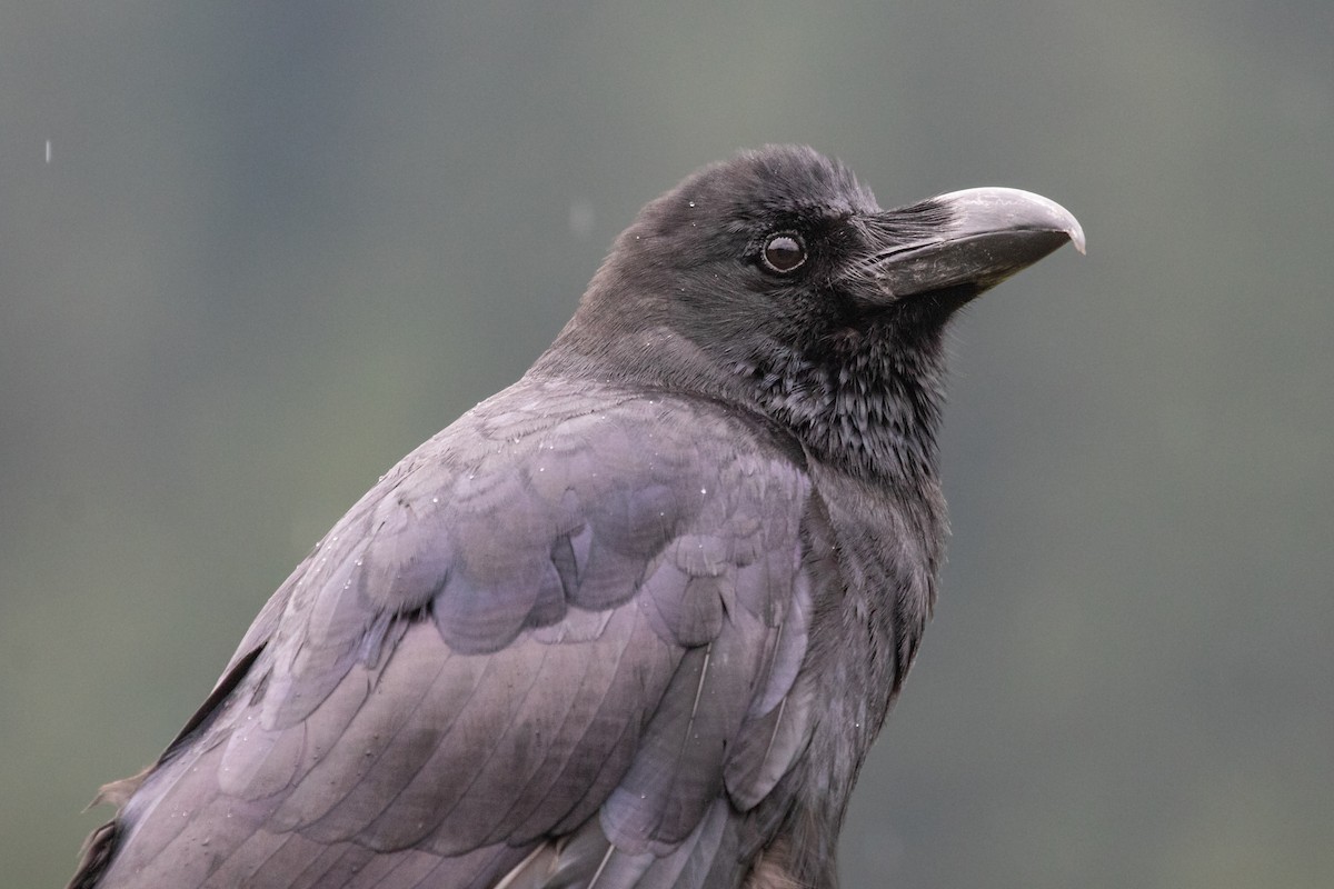Large-billed Crow - ML471354481