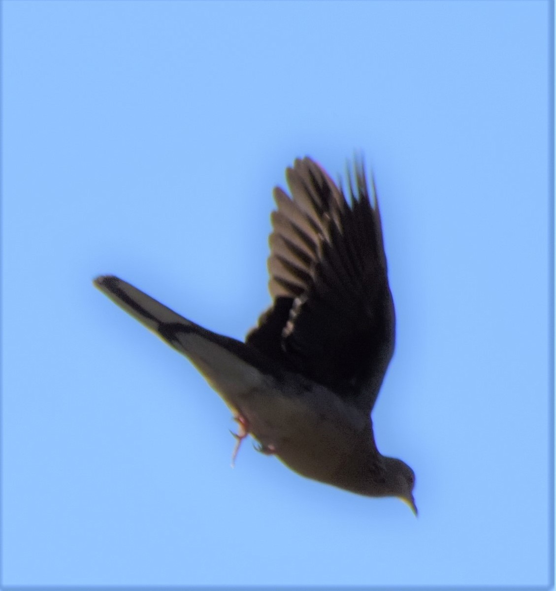 珠頸斑鳩 - ML471356191
