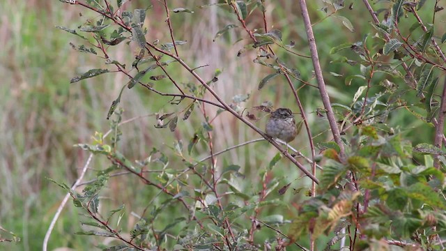 Swamp Sparrow - ML471358