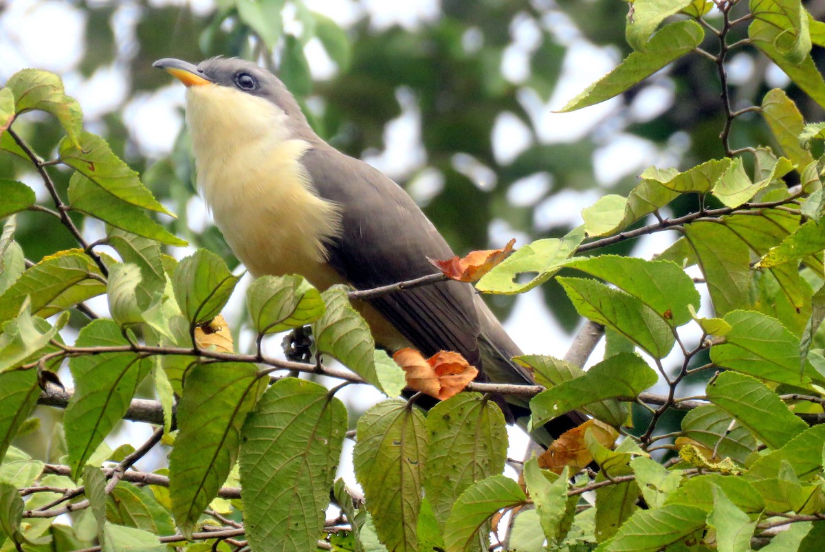 Mangrove Cuckoo - ML47135971