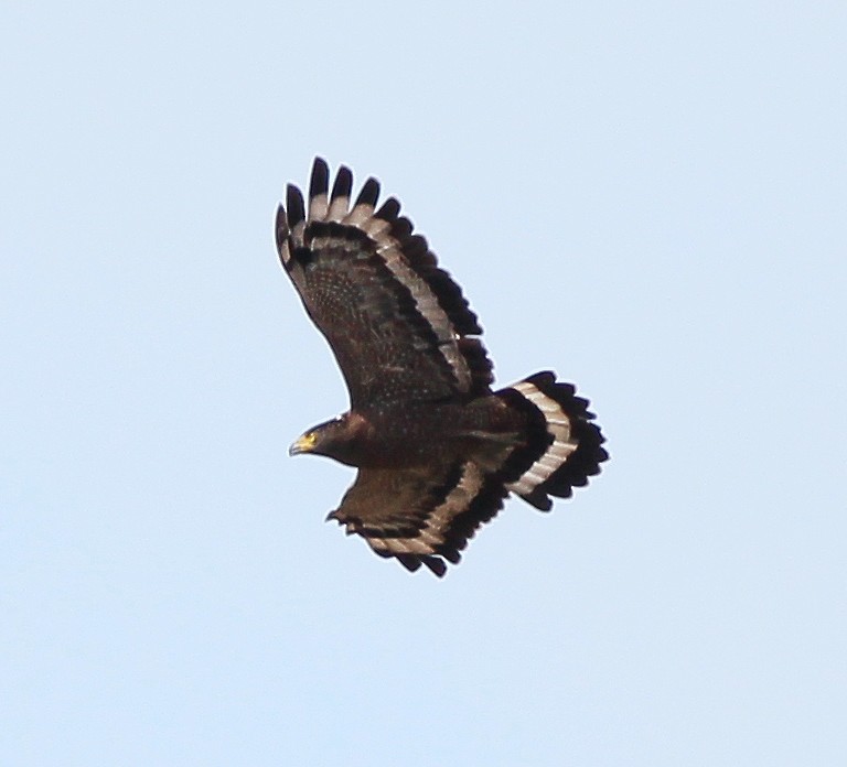 Crested Serpent-Eagle - ML47136031