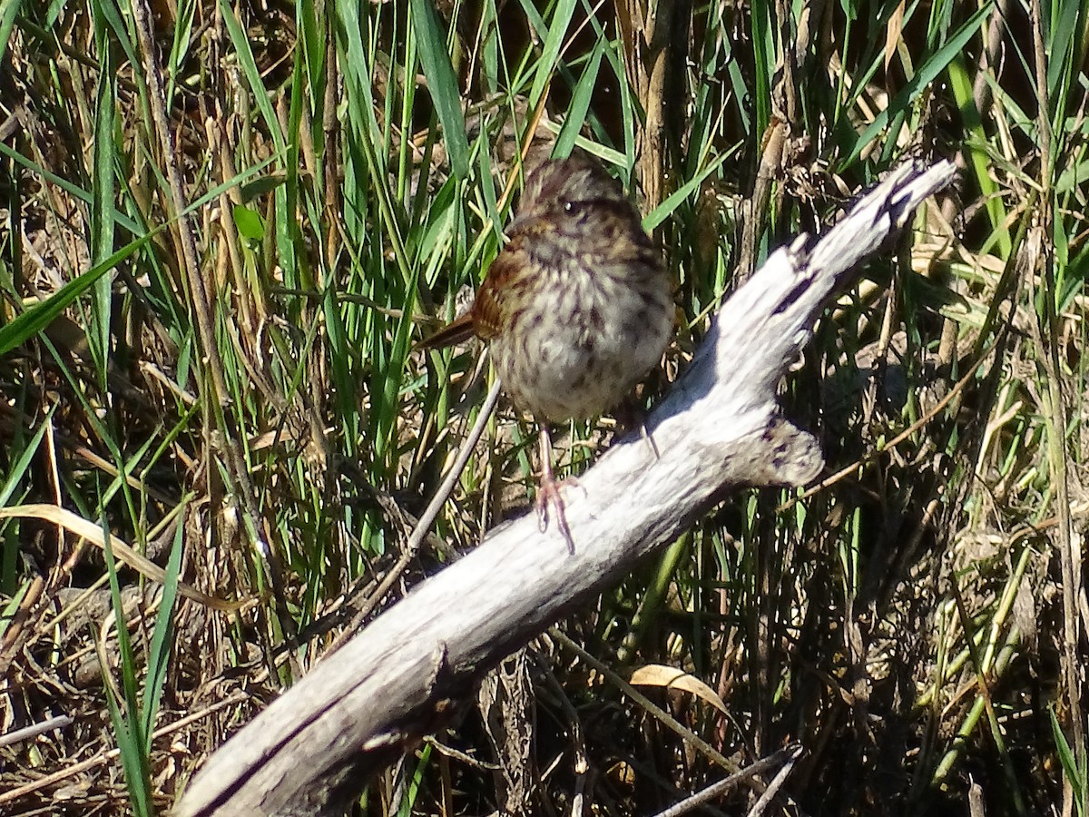 Swamp Sparrow - ML471361481