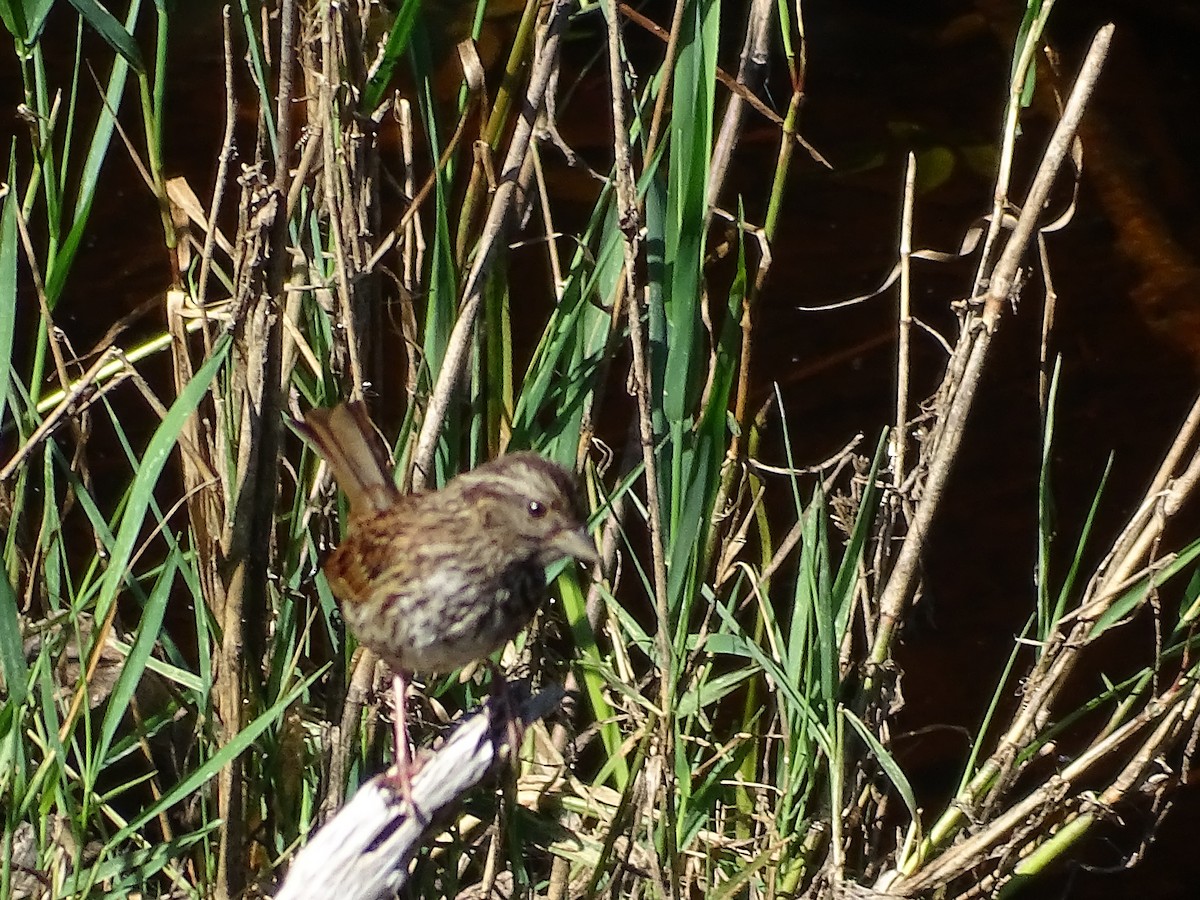 Swamp Sparrow - ML471361501