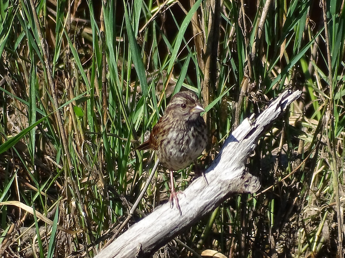 Swamp Sparrow - ML471361551
