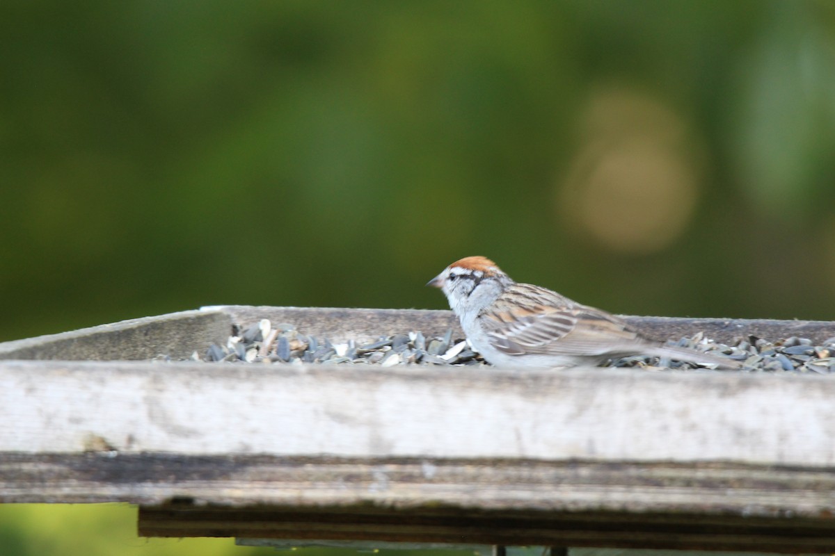 Chipping Sparrow - ML471363341