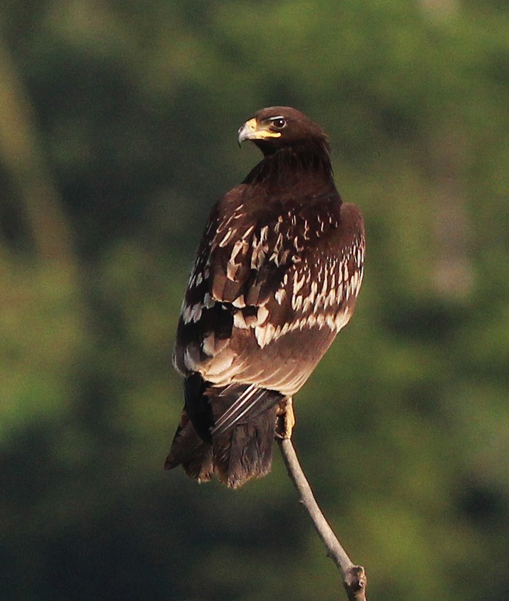 Greater Spotted Eagle - Neoh Hor Kee